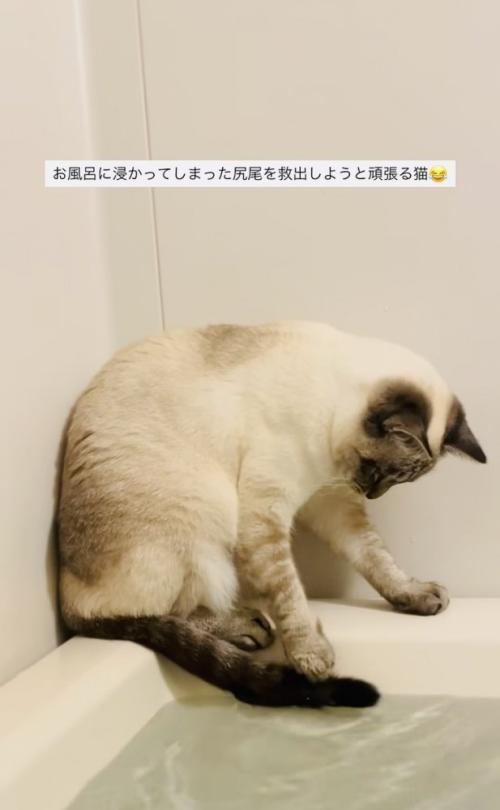 湯船に浸かった尻尾を救い出そうとするシャムミックス