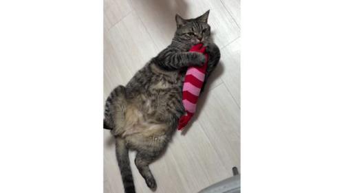 室内にいる猫