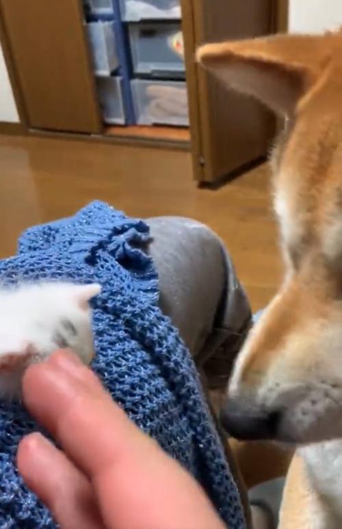 子猫に手を伸ばすと…