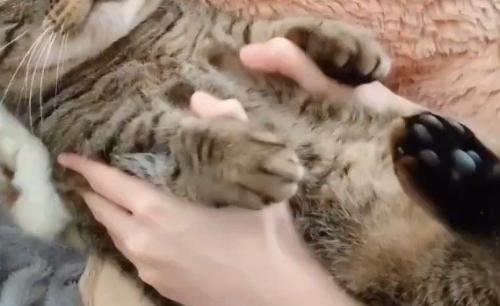 猫の脇の下に添えられている女性の手