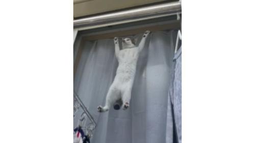 網戸に貼りつく猫