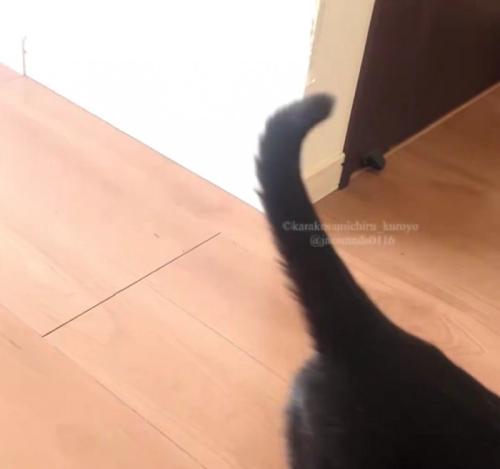 横切る黒猫