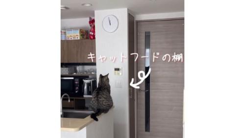 キッチンにいた猫