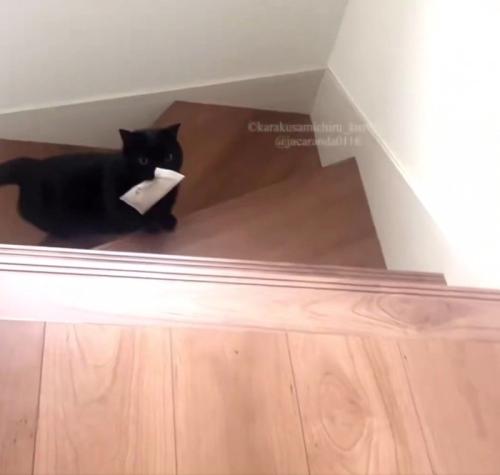 階段を上る黒猫