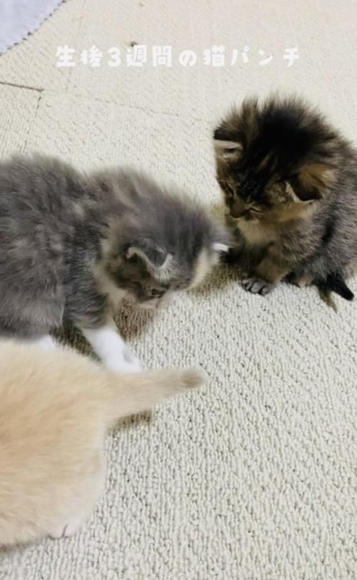 クリーム子猫に猫パンチするグレー子猫とそれを見る焦げ茶子猫