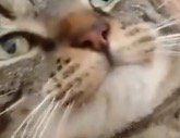 女性の手の動きに合わせて口元を動かす猫