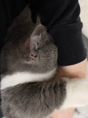 パパの腕に顔を埋める猫
