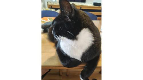室内にいる猫