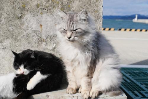 宮城県田代島の猫たち
