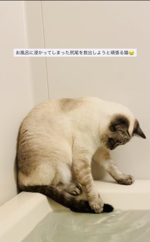 湯船に浸かった尻尾を救い出そうとするシャムミックス
