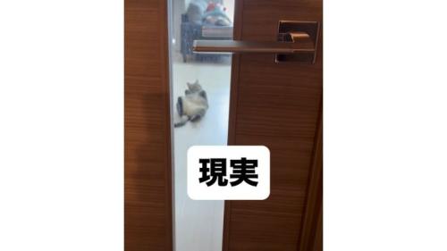 寝転がっている猫