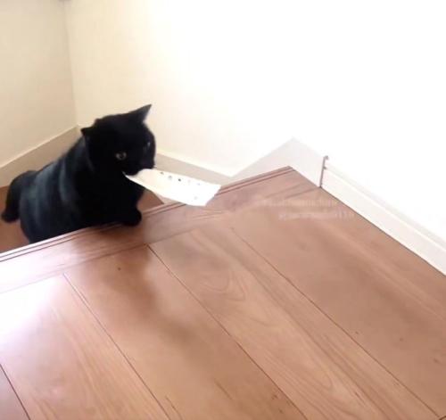 階段を上る黒猫
