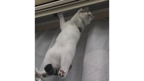 網戸に貼りつく猫