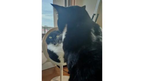 室内にいる猫