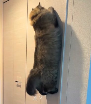 両前足を出して壁に飛びつく猫