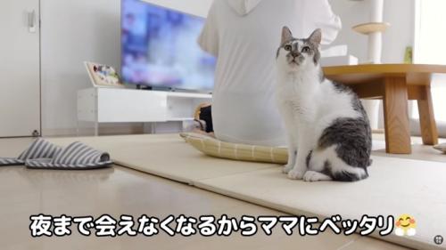 ささみくんべったり