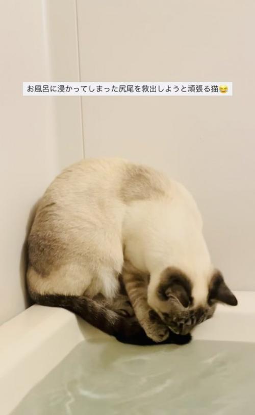 湯船に浸かった尻尾を救い出そうとするシャムミックス