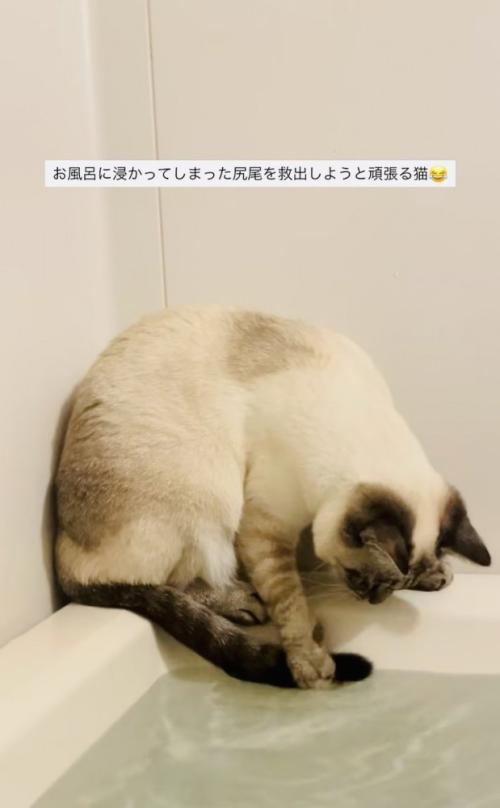 湯船に浸かった尻尾を救い出そうとするシャムミックス