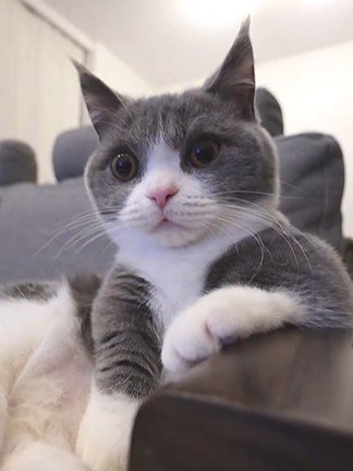 ひじ掛けに手を乗せてリラックスの猫
