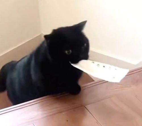 階段を上る黒猫