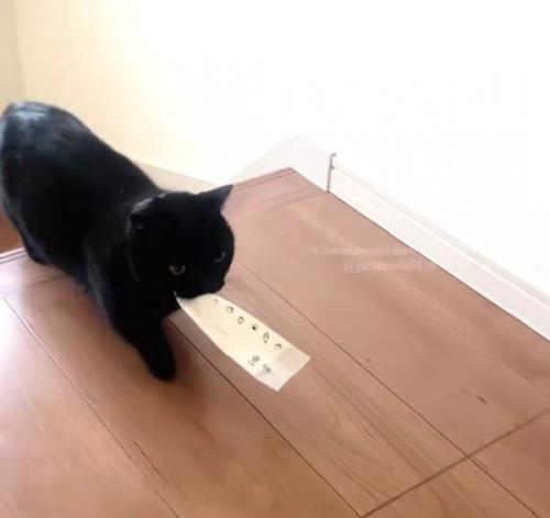 階段を上る黒猫