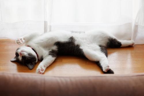 眠る猫