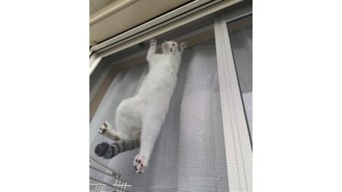 網戸に貼りつく猫