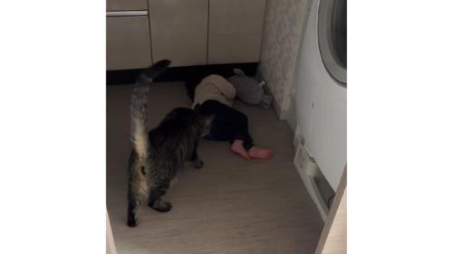 室内にいる猫と女の子
