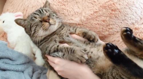女性に撫でられて目をつむる猫