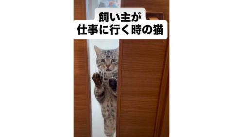 ドアの前の猫