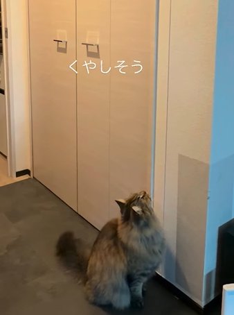 壁を見上げる猫(くやしそう)
