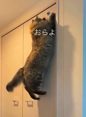 壁に飛びつく猫(おらよ)