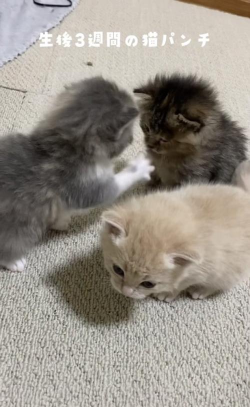 焦げ茶子猫に猫パンチするグレー子猫とそっぽを向くクリーム子猫