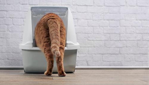 トイレをのぞき込む猫