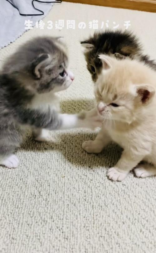 クリーム子猫に猫パンチするグレー子猫とそれを見る焦げ茶子猫