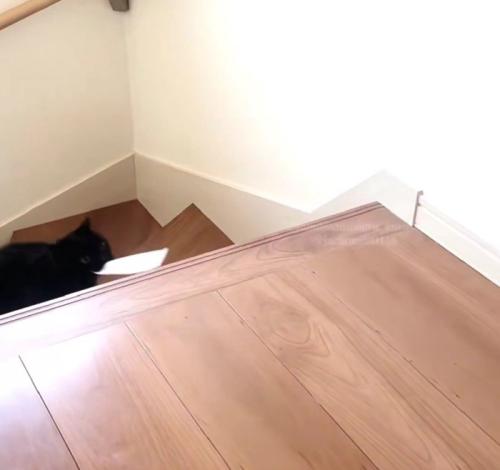 階段を上る黒猫