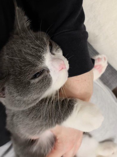 パパの腕にしがみつく猫