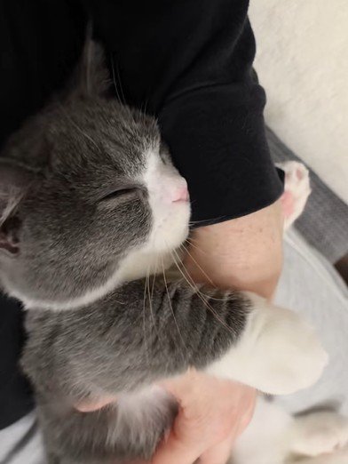 気持ちよさそうな猫