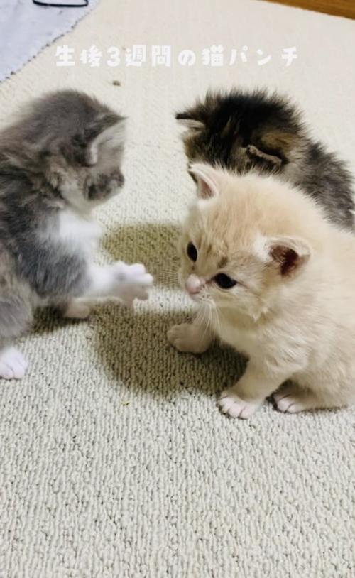 クリーム子猫に猫パンチするグレー子猫とそれを見る焦げ茶子猫