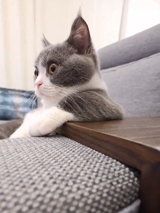 テレビを見ている猫
