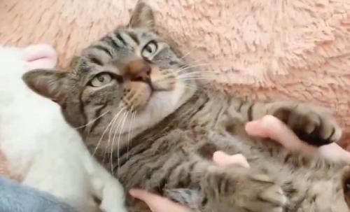 女性に撫でられて遠くを見つめる猫