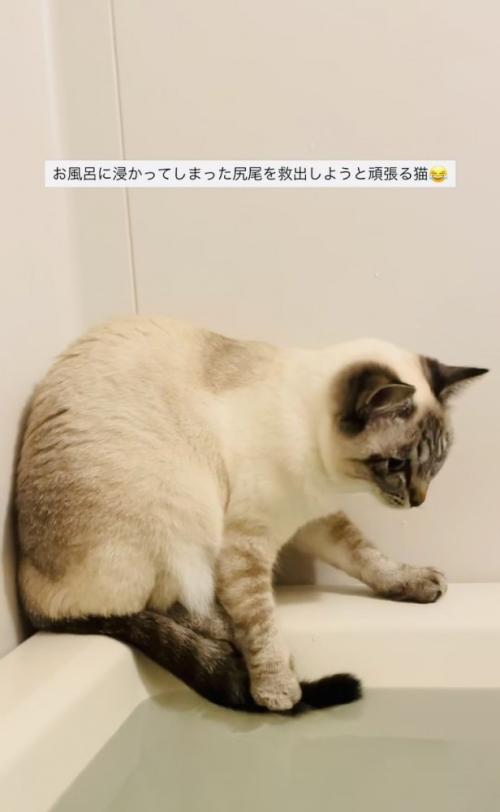 湯船に浸かった尻尾を救い出そうとするシャムミックス