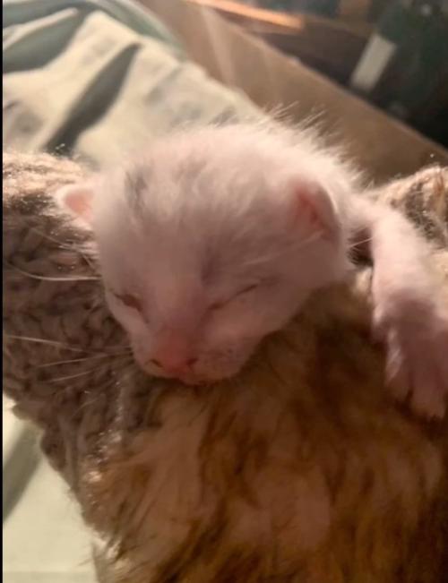 保護された白い子猫