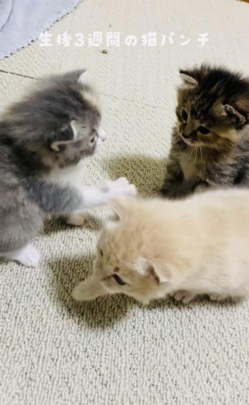 焦げ茶子猫に猫パンチするグレー子猫とそっぽを向くクリーム子猫