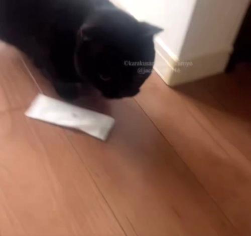 おしぼりを落とす黒猫