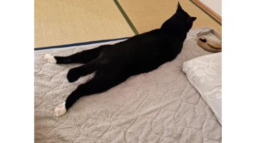 室内にいる猫