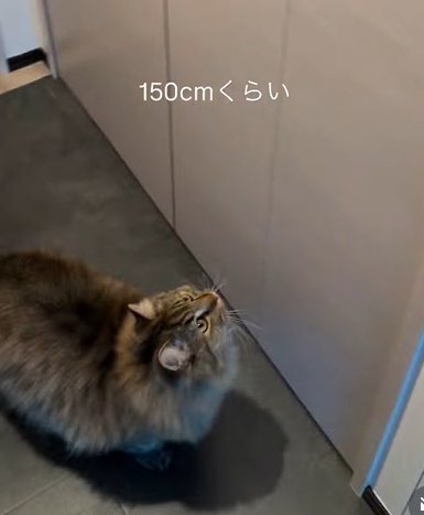 壁を見上げる猫(150㎝くらい)