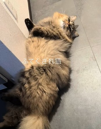 横になる猫