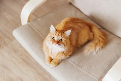 見上げる猫
