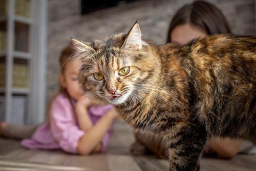 シベリアンフォレスト種の猫